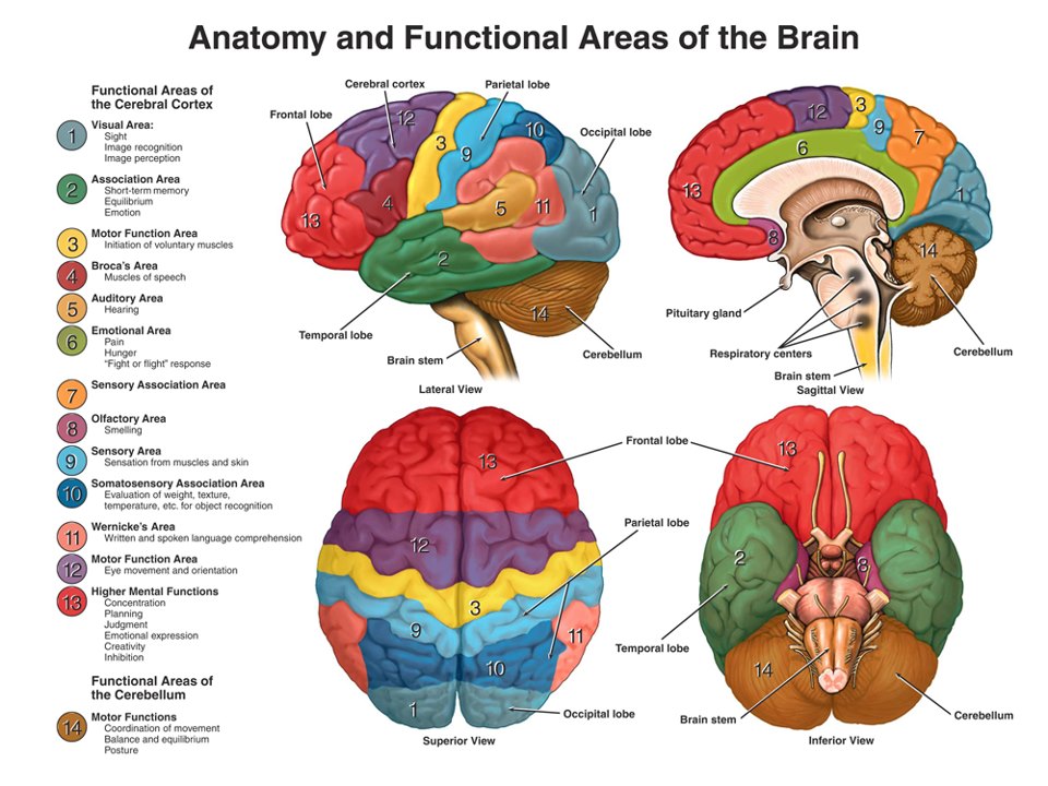 Anatomia e áreas funcionais do cérebro
