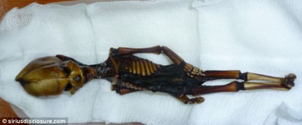 Cientistas confirmam origem de estranho e minúsculo esqueleto_2