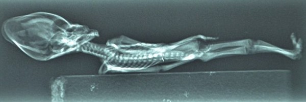 Cientistas confirmam origem de estranho e minúsculo esqueleto_6