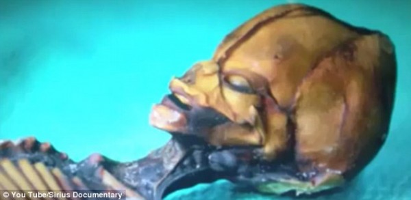 Cientistas confirmam origem de estranho e minúsculo esqueleto_7