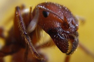 Formigas conseguem prever terremoto