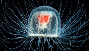 Turritopsis nutricula