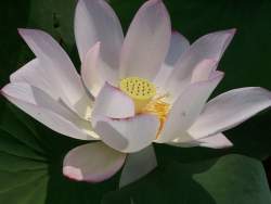 Genoma do 'lótus sagrado'