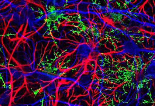 Células gliais em forma de estrela chamadas astrócitos (em vermelho) são as células mais abundantes no cérebro humano. Oligodendrócitos jovens (em verde) são glias que ajudam a isolar os axônios dos neurônios. As células azuis são os neurônios.