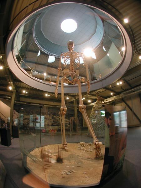 Na Provincia de Loja, Sul do Equador e fronteira com o Perú, há muito tempo se ouve lembranças que narram estranhos ossos muito similares aos de humanos mas de incrível tamanho, que teriam sido encontrados por vários personagens nos belos vales dessa Província. Veja mais em: http://wp.me/peNta-UY.