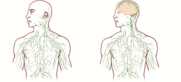 lymphatics_no_text_no_heart_cropped