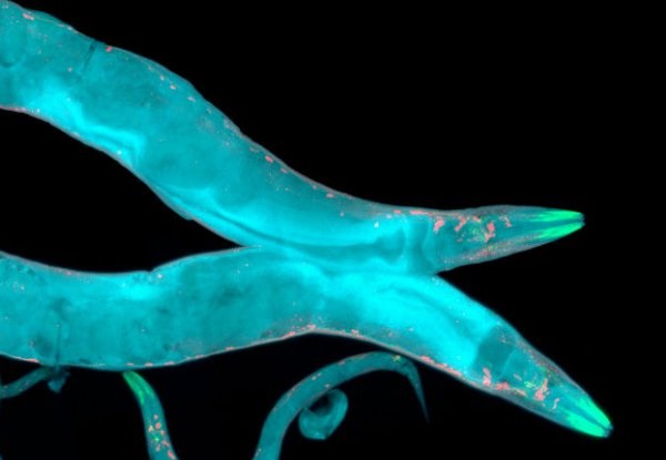 Cientistas chegam mais perto da imortalidade ao desligar o processo de envelhecimento em vermes 1