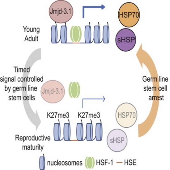 Cientistas chegam mais perto da imortalidade ao desligar o processo de envelhecimento em vermes 2