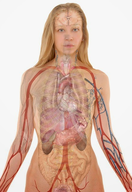 qual-relacao-figado-doencas-emocionais