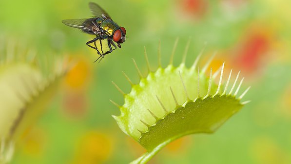 a-inteligencia-das-plantas-revelada-1